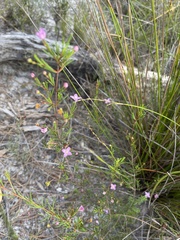 Boronia filifolia