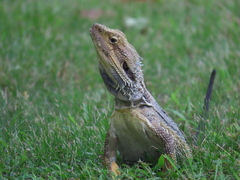 Pogona barbata