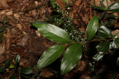 Cryptocarya triplinervis pubens