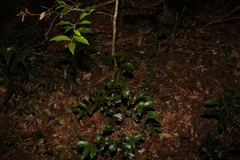 Cryptocarya triplinervis pubens