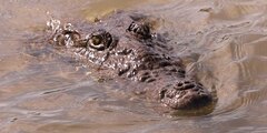 Crocodylia