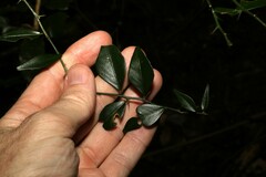 Citrus australis