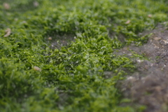 Prasiola crispa