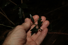 Citrus australis