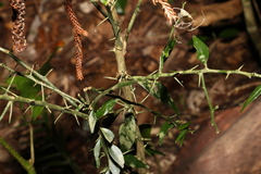 Citrus australis
