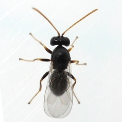 Cynipinae