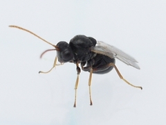 Cynipinae