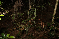 Citrus australis