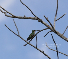 Anthracothorax prevostii