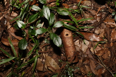 Pandorea jasminoides