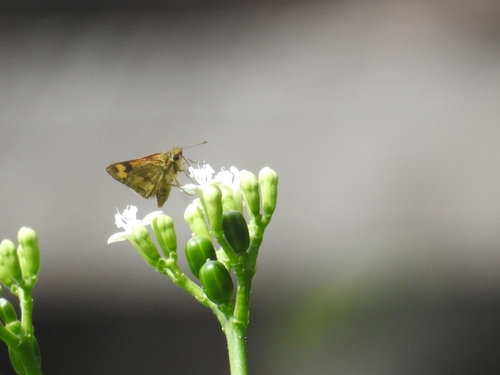 Yellow Grass Dart