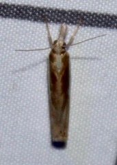 Crambus praefectellus