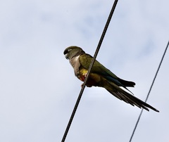 Cyanoliseus patagonus