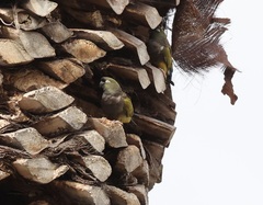 Cyanoliseus patagonus