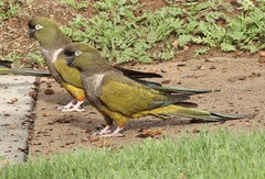 Cyanoliseus patagonus