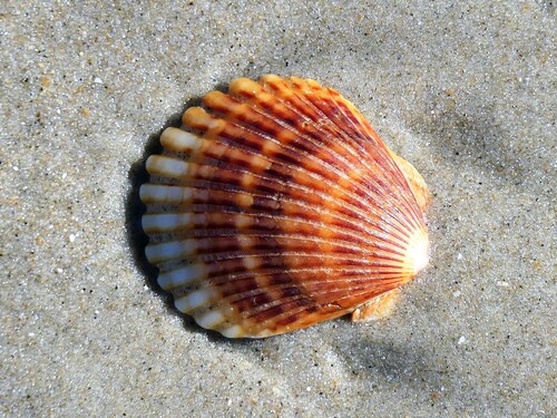 Atlantic Bay Scallop
