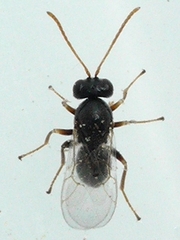 Cynipinae