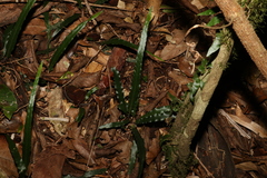 Asplenium attenuatum