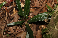 Asplenium attenuatum