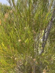 Melaleuca uncinata