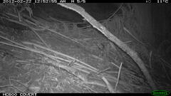 Antechinus