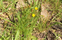 Microseris walteri