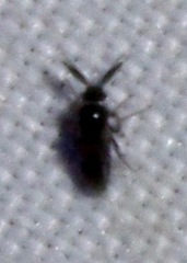 Forcipomyia