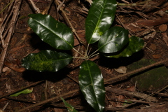 Sarcomelicope simplicifolia