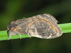 Notodonta tritophus