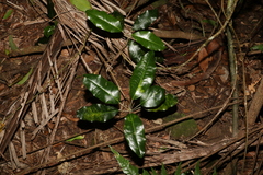 Sarcomelicope simplicifolia