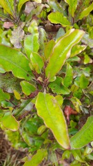 Quintinia serrata