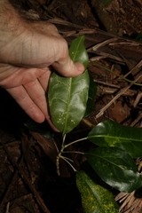 Sarcomelicope simplicifolia