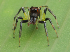 Arañas endémicas de Guatemala (Arachnida Araneae) · iNaturalist
