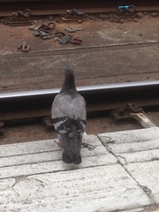 Columba livia domestica