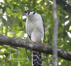 Micrastur semitorquatus