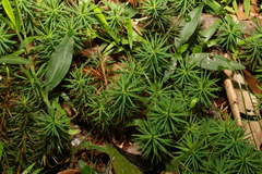 Dawsonia