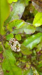Quintinia serrata