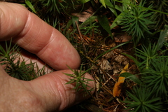 Dawsonia