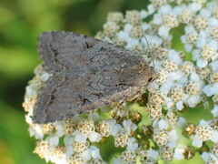 Apterogenum ypsillon