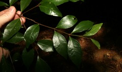 Phaleria chermsideana
