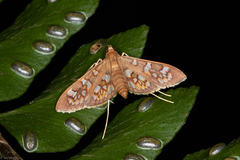 Prenesta fenestrinalis