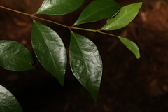 Phaleria chermsideana