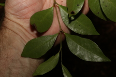 Phaleria chermsideana