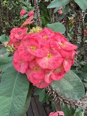 Euphorbia milii