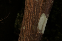 Phaleria chermsideana