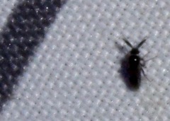 Forcipomyia