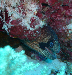 Gymnothorax breedeni
