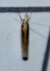 Crambus praefectellus