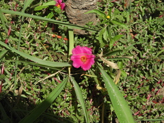 Portulaca gilliesii