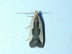 Dichomeris inserrata